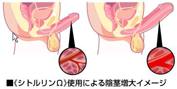 ペニス増大サプリ シトルリンwは3732人が飲んだペニス増大サプリ